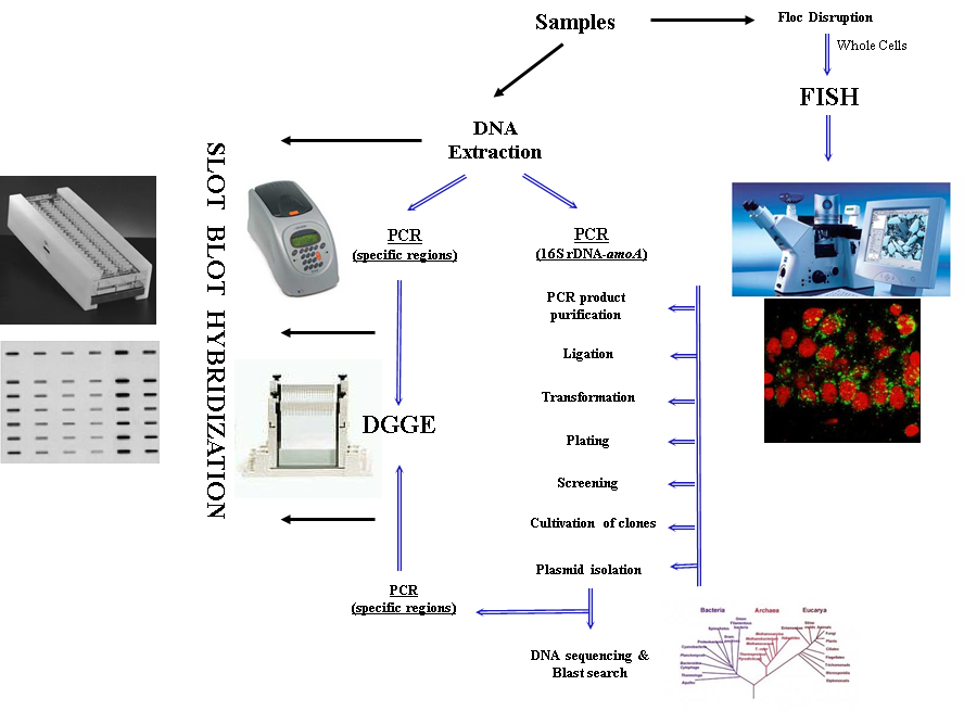 microbial ecology.png (223 KB)