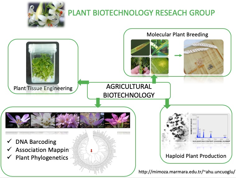 plant biotech figure.jpeg (104 KB)